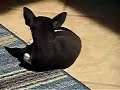 My puppy chasing its tail!
