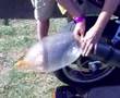 Condom on Kawasaki ZX7 exhaust