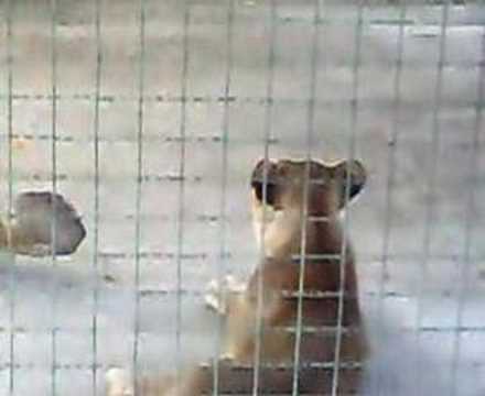 tigon /