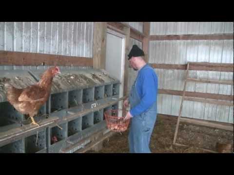 how to collect eggs from a chicken