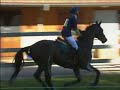 EQUITATION cheval cross** EQUITATION cheval cross**