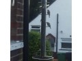 goldfinches