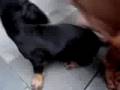 Basset filhotes 40 dias de vida
