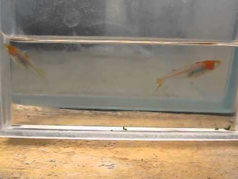 YouTube Preview Image