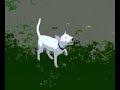 expanded test expanded test