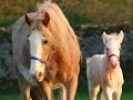 The horse of Fairytails: The Gypsy Cob ( Read discription first thanks)