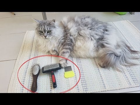 Best Brushes For Long-Haired Cats (Maine Coon)