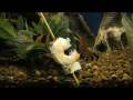 videos de Community Tank 2