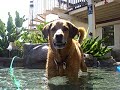 Dog & Hose, pure hapiness Dog & Hose, pure hapiness