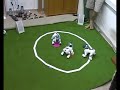 juego de las sillas con aibo