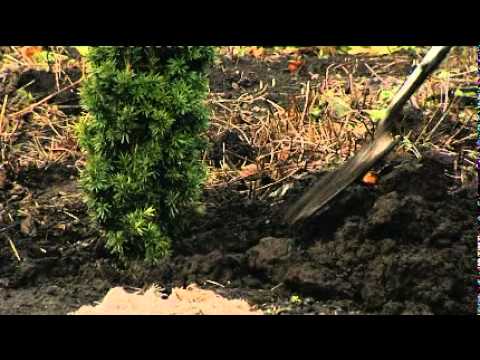 how to replant conifers