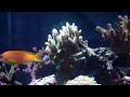 180 Gallon Reef Tank
