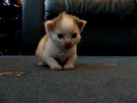 wee kitten