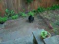 Fry Summer Fun Part II: Fun with Digging