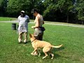 Training for CD Novice - Heeling on Leash Training for CD Novice - Heeling on Leash