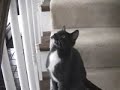 Blue the Cat