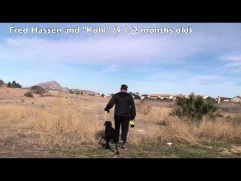 Gun Dog Labrador Retriever Training