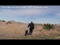 Gun Dog Labrador Retriever Training
