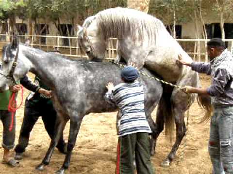 Horses, Ponies and Fails……
