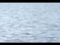 Plesiosaur