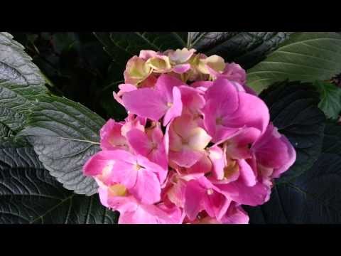 how to fertilize climbing hydrangea