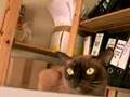 Paw Cat Talking - Little Miss Mischievous