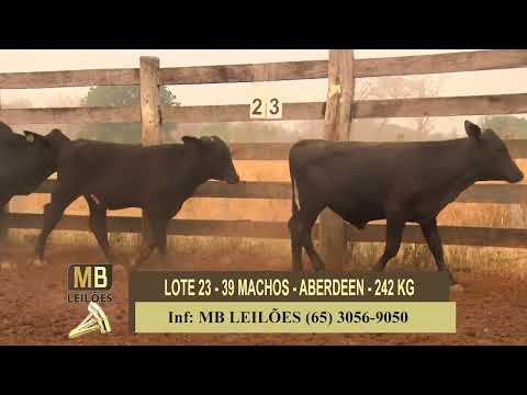 8� LEIL�O PRESENCIAL E VIRTUAL - LUCIANO DUARTE & CONVIDADOS