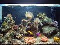 Peixes se alimentando no Nano Reef do Rafinha, um pequeno aquario marinho de 55lt totais. A população dele é de um Centropig, um Sargentinho, um Gramma, Blenio Macaco um casal de Camarão Stenopus e 13 corais diversos. 