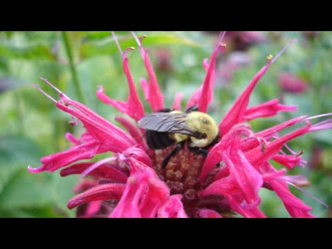 how to harvest use bee balm