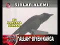 KARGA ALLAH DIYOR ASLAN KUS KARGA ALLAH DIYOR ASLAN KUS