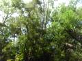 Underwater Vid of our Canoe Trip Down Juniper Run in Florida