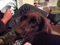 vicious dog vicious dog