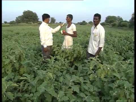how to fertilize brinjal