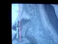 SotC Horse glitch