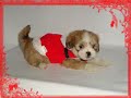 Bonequinha linda de Lhasa Apso disponivel para venda!