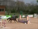 4 years old stallion querlybet hero x quidam