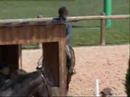4 years old stallion querlybet hero x quidam