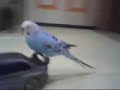 Parakeet riding an Xmods Car