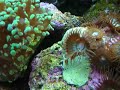 Zoanthus liberando gametas em meu aquario marinho. Zoanthus sexual reproduction in my nano reef 
