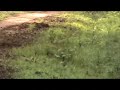 Wild Boar running across the road Kabini