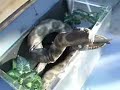 Snake in the Tank (DSL) Snake in the Tank (DSL)
