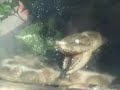 Snake in the Tank (DSL) Snake in the Tank (DSL)