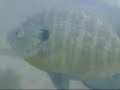 Freshwater Sunfish, Cobbett\ Freshwater Sunfish, Cobbett\