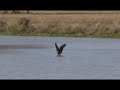 swimming eagle