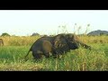 Elephants, Croc & Hippo\