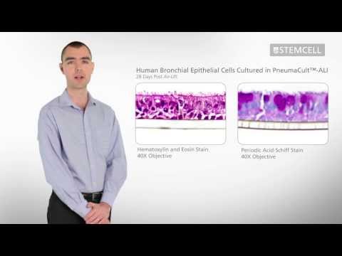 how to isolate epithelial cells