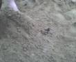 lee being burried