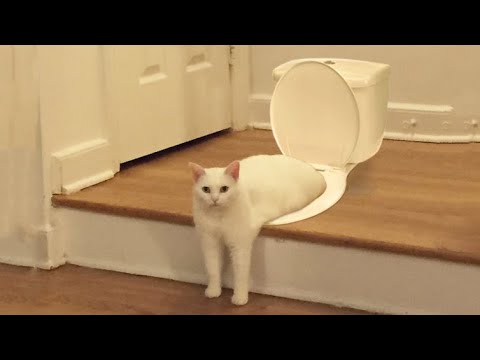 Funniest Cats 😹 - Don't try to hold back Laughter 😂 - Funny Cats Life