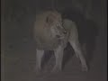 30Lions Kill Elephant