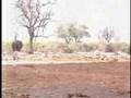 30Lions Kill Elephant